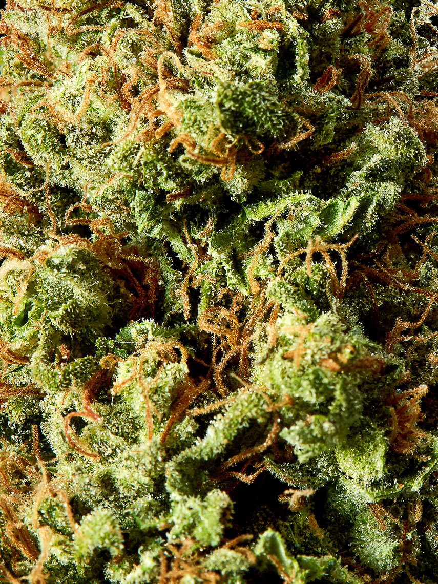 Cannabis Bud Detail Strain Tang Kush